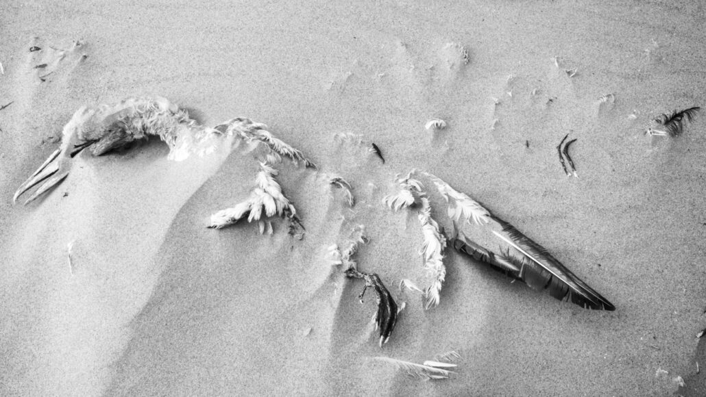 Schwarz-weiß-Bild eines verwesenden Vogels, der teilweise von Sand überdeckt ist.